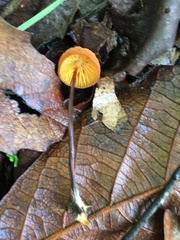 Marasmius sullivantii