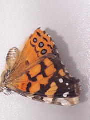 Vanessa annabella