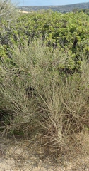 Retama raetam