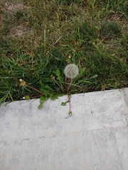 Taraxacum erythrospermum