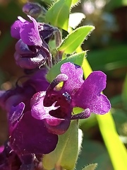Angelonia