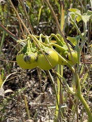 Solanum dimidiatum