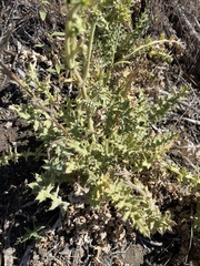 Cirsium fontinale