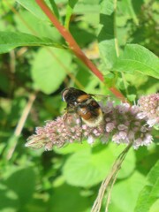 Eristalis intricaria