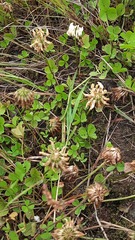 Trifolium repens