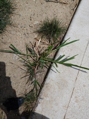 Eleusine indica