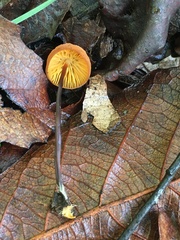 Marasmius sullivantii