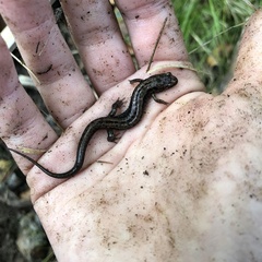Desmognathus ochrophaeus