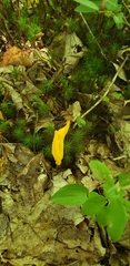 Clavulinopsis