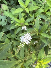 Lysimachia clethroides