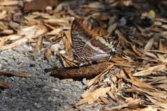 Charaxes jasius