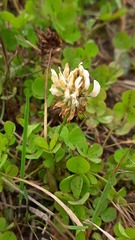 Trifolium repens