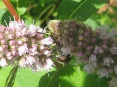 Eristalis intricaria