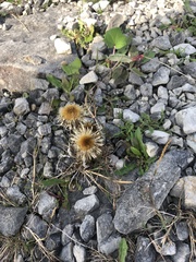 Carlina vulgaris