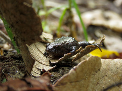 Geobatrachus walkeri