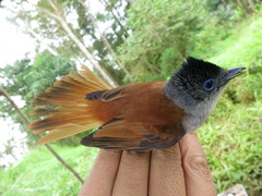 Terpsiphone atrochalybeia