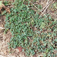 Trifolium