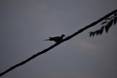 Streptopelia decaocto