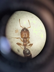 Pheidole crassicornis
