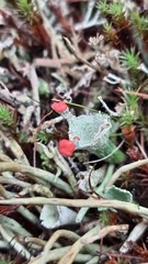 Cladonia pleurota