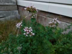 Origanum vulgare