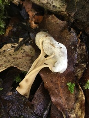 Hypomyces cervinigenus