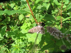 Eristalis intricaria