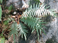 Pteris vittata