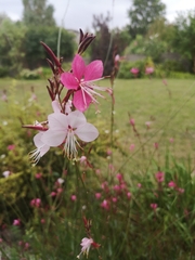 Oenothera lindheimeri