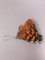 Vanessa annabella