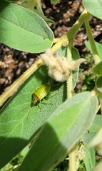 Piezodorus guildinii