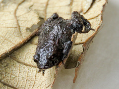 Geobatrachus walkeri