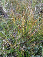 Juncus alpinoarticulatus