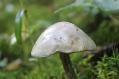 Leccinum holopus