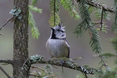 Lophophanes cristatus
