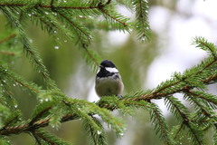 Periparus ater