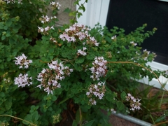 Origanum vulgare