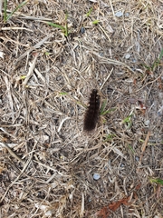 Spilosoma lubricipeda