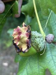 Andricus quercuscalicis