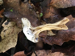 Hypomyces cervinigenus