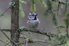 Lophophanes cristatus
