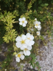 Dasiphora fruticosa