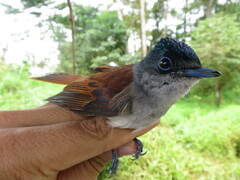 Terpsiphone atrochalybeia