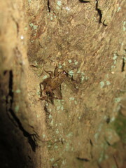 Gryllidae