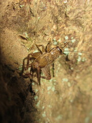 Gryllidae