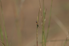 Philanthus bilunatus