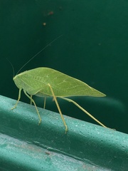 Microcentrum rhombifolium