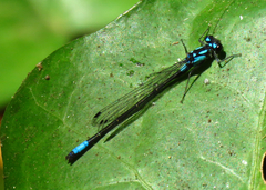 Zoniagrion exclamationis