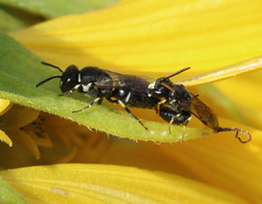 Hylaeus punctatus