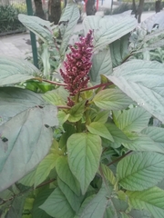 Amaranthus cruentus
